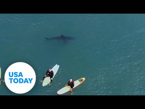 Great white sharks peacefully share the waves with a group of surfers | USA TODAY