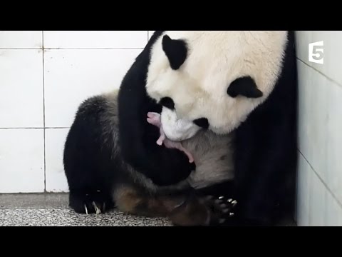 Birth of baby panda