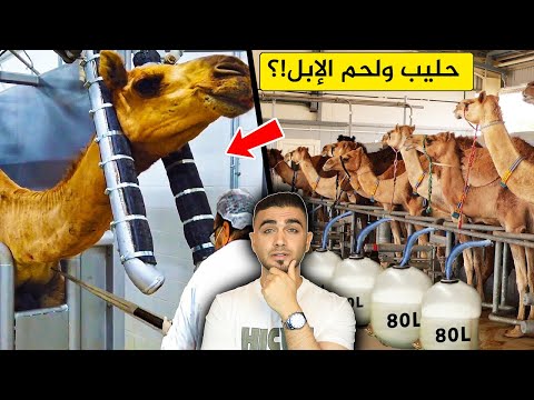 انتاج حليب الابل بطرق غريبة 🐪مزارع الإبل العملاقة💁&zwj;♂️انتاج حليب ولحم الإبل!؟