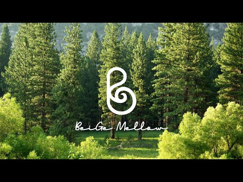 Fresh Air at a Vast Forest. Relaxing New Age Music (+Forest ASMR🌳)