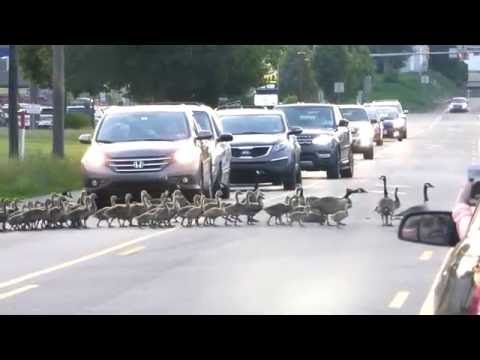 Geese Crossing - Camp Hill, Pa 5/26/16