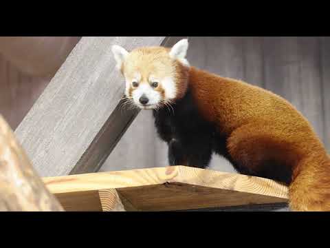 Daydreaming Red Panda