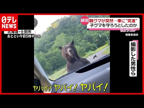 【瞬間】親グマが突然車に&ldquo;突進&rdquo;  子グマ守ろうと？（2021年8月2日放送「news every. 」より）