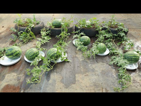 Surprise with the method of Growing watermelon on the terrace with tires