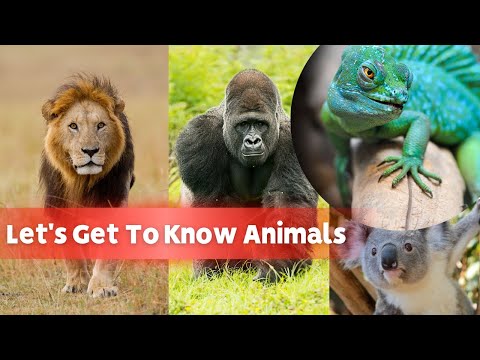 Wild Wonders: Educational Animal Video for Curious Kids | 