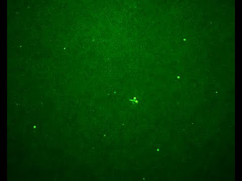 UFO hunting in May , with night vision