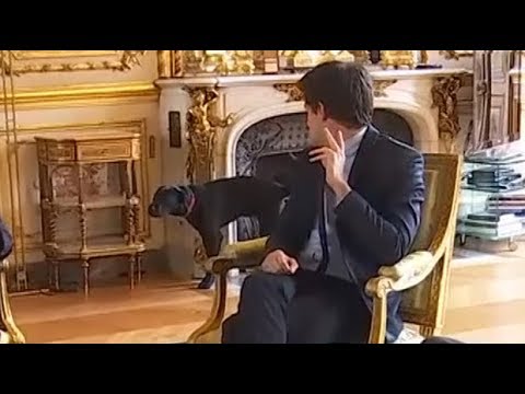 Emmanuel Macron&rsquo;s dog urinates in fireplace during meeting