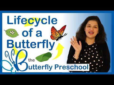 Life Cycle of a Butterfly for kids | Montessori Activities for 2 year olds