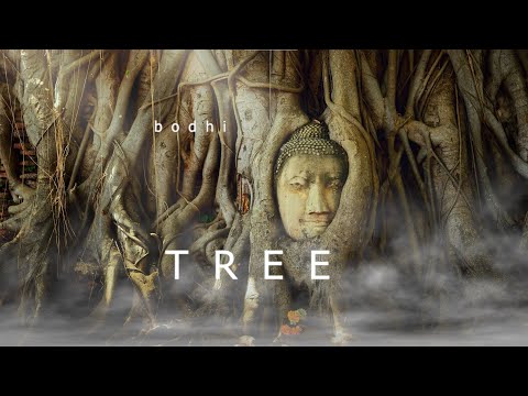 Bodhi Tree | Meditation Healing Relaxation | Ambient Meditation Music