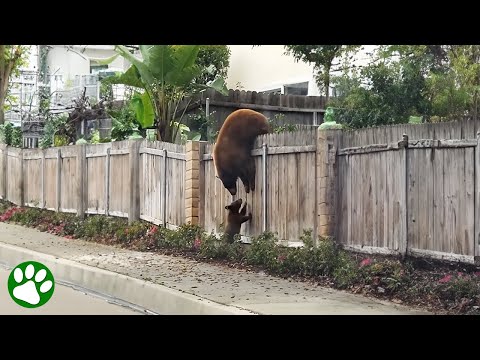 Mama Bear Refuses to Abandon Her Beloved Cubs