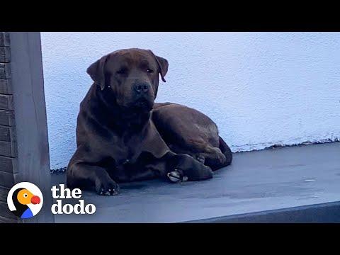 Security Camera Catches Stray Dog On Woman's Doorstep | The Dodo Foster Diaries