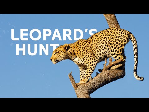 Leopards Vs Hyenas: The Fight For Survival In The Okavango Delta | Leopard Documentary