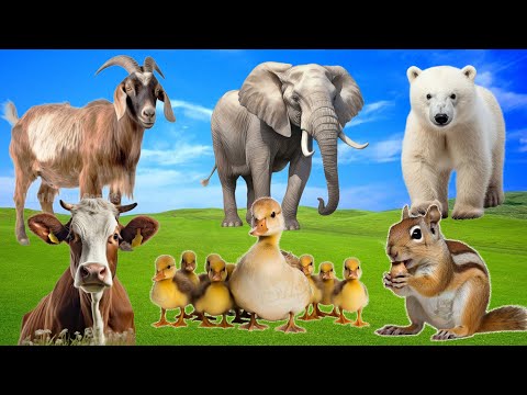 Happy Animal Moments, Familiar Animal Sounds: Elephant, Goat, Duckling, Chipmunk - Animal Paradise