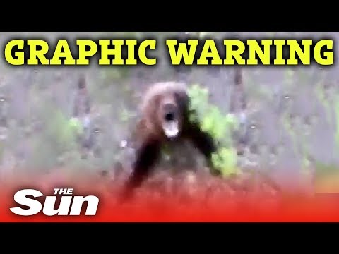 Man kicks bear, quickly regrets his decision