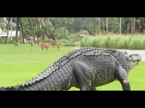 Massive alligator takes casual stroll through South Carolina golf course