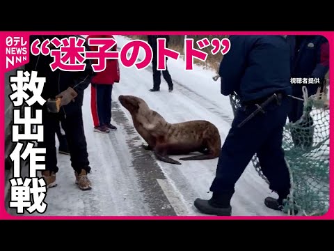 【&ldquo;迷子のトド&rdquo;】道路に&hellip;2時間の救出作戦  北海道