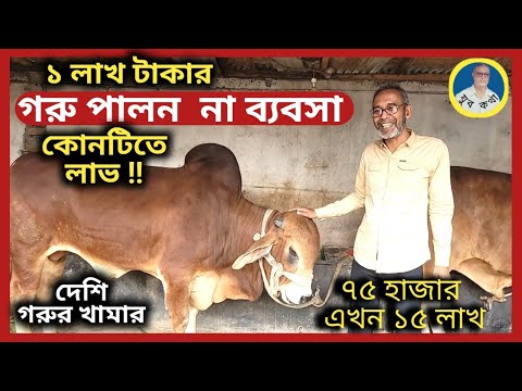 গরু পালন না ব্যবসা, কোনটিতে বেশি লাভ ! ষাঁড় গরু পালন | দেশি গরুর খামার | যুব কথা - রায়হান দেওয়ান