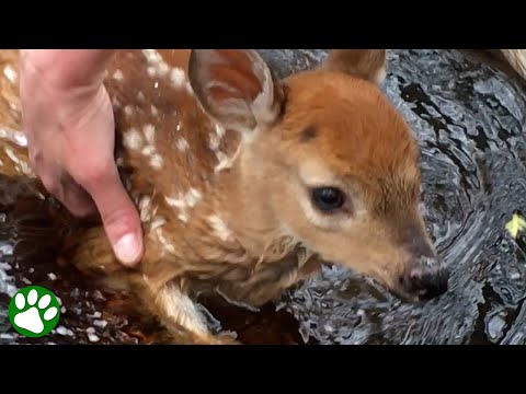 Orphaned BABY DEER asks for help