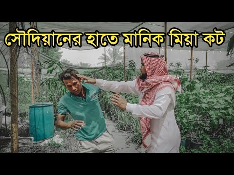 মানিক মিয়া আবার মাইর খেলো সৌদিয়ানের হাতে। Manik miah