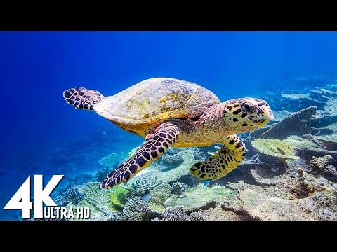 11 HOURS of 4K Underwater Wonders + Relaxing Music - Coral Reefs &amp; Colorful Sea Life in UHD