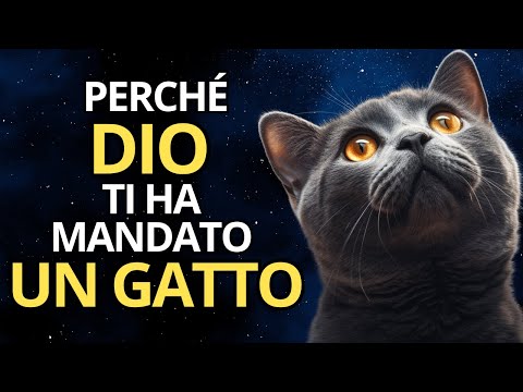 😺 Scopri la SPIRITUALITÀ DEI GATTI | Perché DIO ti ha BENEDETTO con la loro Presenza? 😇🙏