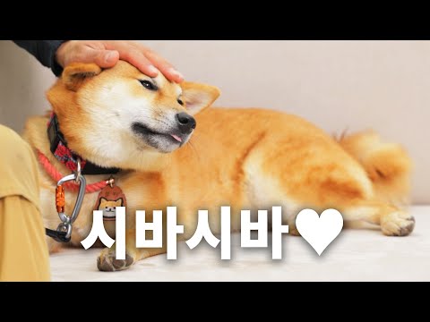 What are you looking at? I know I am cute! | Dog Encyclopedia Shiba Inu