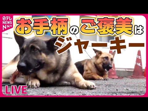 【どうぶつまとめ】『はたらく犬ニュース』 &ldquo;お手柄&rdquo;警察犬2匹と指導士を表彰 / 行方不明になった小学生を発見！警察犬2匹「ジャーキー」で表彰　など――動物ニュースライブ（日テレNEWS LIVE）