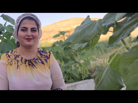 Picking apples and making two delicious desserts with them|daily routine village life