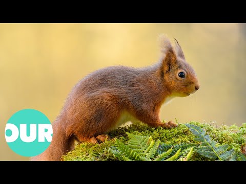 The Incredible Scottish Highlands (4K Documentary) | Our World