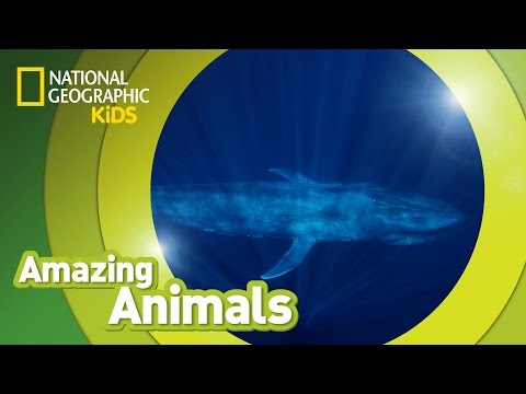 Blue Whale ? | Amazing Animals