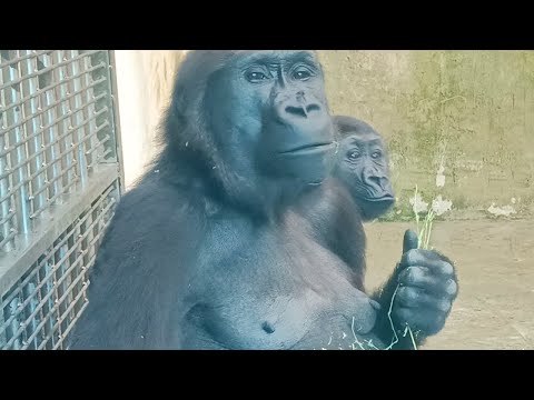 金剛Iriki與兒子Ringo的溫馨時刻🦍👶🏻💕Gorilla Iriki and her son Ringo