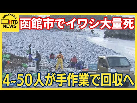 函館市で大量死したイワシ　9日から手作業で回収へ　焼却処分の方針　それでも作業終了メド立たず