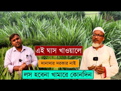 স্মার্ট নেপিয়ার ঘাস চাষ কেন করবেন?  কিভাবে করবেন? কাটিং কোথায় পাবেন ? দানাদার ছাড়াই গরু পালন করুন !!