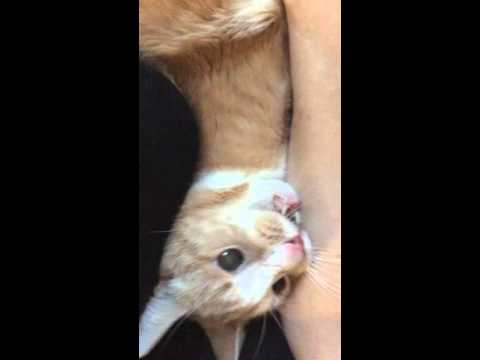 Edgar the cat has a small seizure