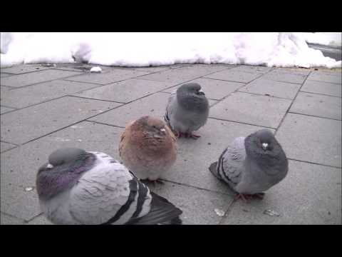 ぷくぷくぽんぽん　可愛い鳩ぽっぽ　cutest pigeons ever