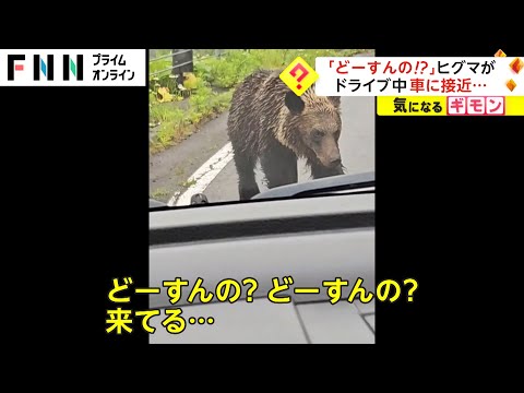 「どーすんの!?」知床峠でヒグマが車に接近　根室市では珍しい姿撮影 北海道(2023/07/18)