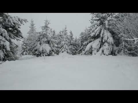 Meditation In Snowstorm : Treant Winter Counsel : Boreal Nature : HD