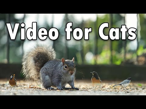 Cats TV ~ Videos for Cats and Dogs⭐ 24 Hours of Birds and Squirrel Fun ✅NO ADS