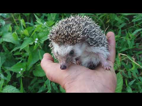 Found a little hedgehog in the garden 4K