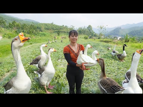 Harvesting Ducks and Cook Whole Fried Duck Go To Market Sell | Anh Free Bushcraft