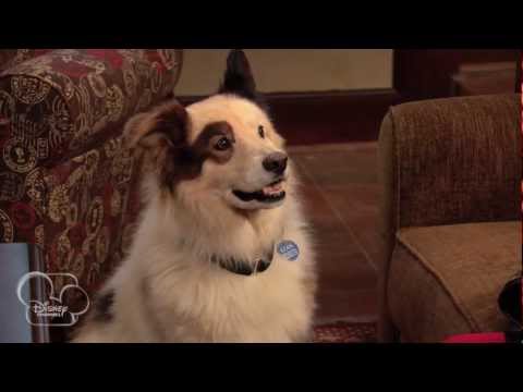 Dog with a Blog - Dog with a Hog - Homecoming Mascot