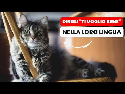 12 Modi per Dire al Gatto &ldquo;Ti voglio Bene&rdquo; nella loro Lingua