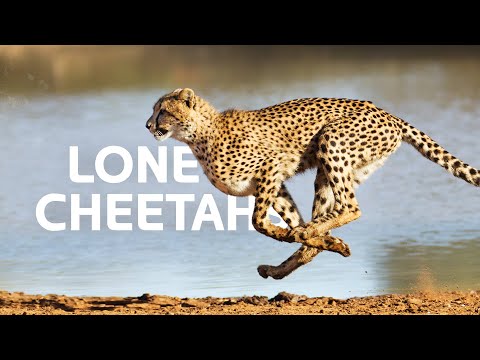 The Fastest Apex Predator's Fight For Survival In The Savannah | Cheetah Documentary