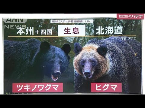 「知られざるクマの世界」専門家に聞く&ldquo;ツキノワグマとヒグマ&rdquo;の違いと共通点(2023年11月3日)