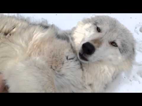 Wolf Belly Rubs