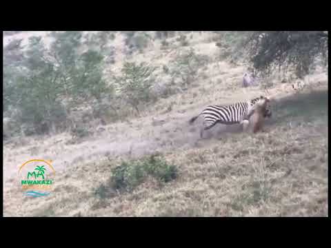 LION VS ZEBRA EPIC BATTLES