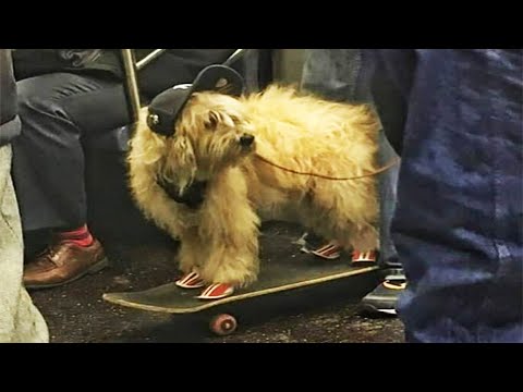 1 Hour Of Funniest Cats &amp; Dogs Videos 😂 Hilarious Animals 2023 🐾