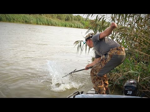 ВОТ ЭТО ДА! ОНИ ЛОМАЮТ СНАСТИ! САЗАНЫ И СОМЫ БЕШЕНЫЙ КЛЁВ. Рыбалка на закидушки и донку