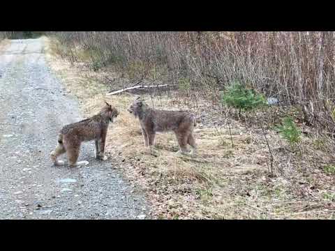 Two Lynx in Ontario Have Intense Conversation