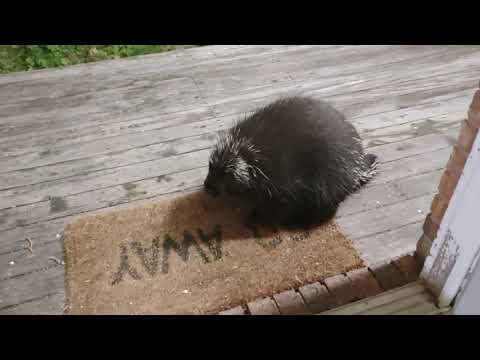 Vicious Porcupine Attack